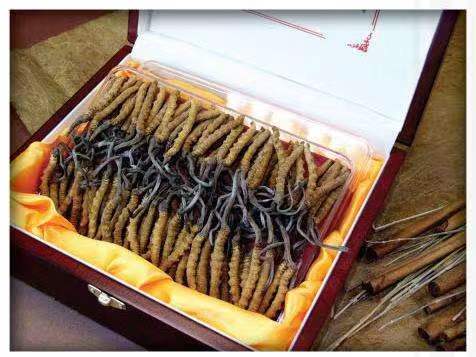 翁田镇冬虫夏草回收